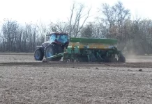 CAE LA SIEMBRA DE TRIGO EN LA PAMPA