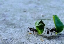 Veneno casero para matar las hormigas