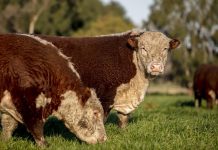 IPCV: Llaman a los ganaderos a inscribirse en el VISEC Carne